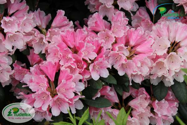Rhododendron Colibri